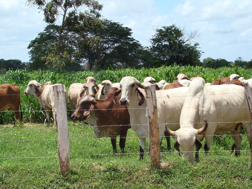 Dia de Campo en Agropecauria Laguna Nueva, Centro de Recría