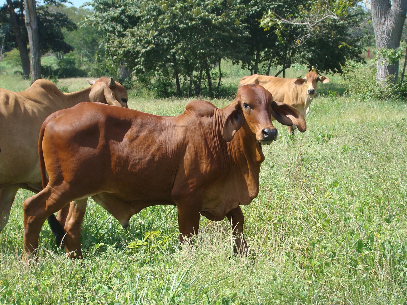 HATO EL ZAMURO