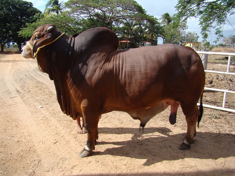 AGROPECUARIA GRUBER C.A